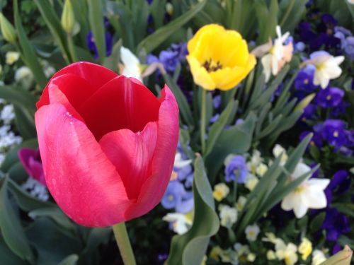 tulips flower garden