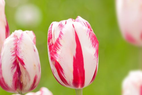 tulips lily nature