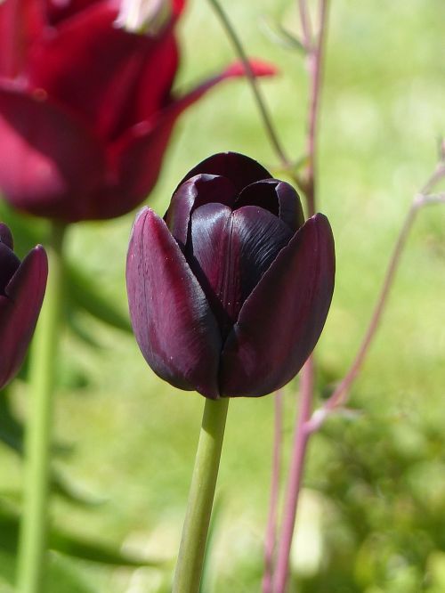 tulips garden colors