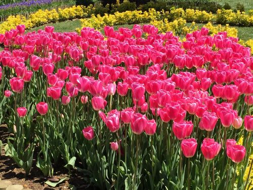 tulips flowers springtime