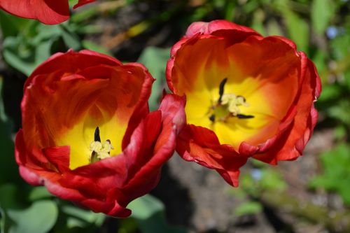 tulips red yellow