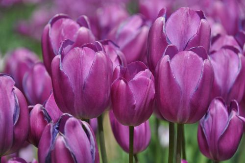 tulips tulip farm flower