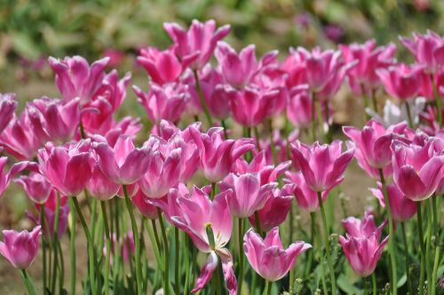 tulips tulip farm flowers
