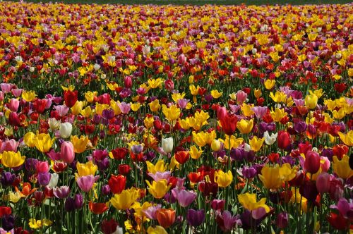 tulips tulip field flower