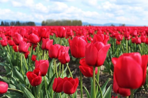 tulips flowers field