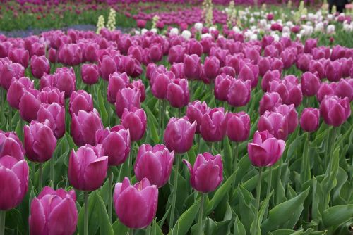 tulips garden dutch