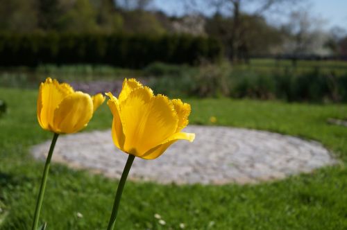 tulips flowers yellow