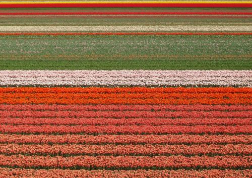 tulips fields flowers