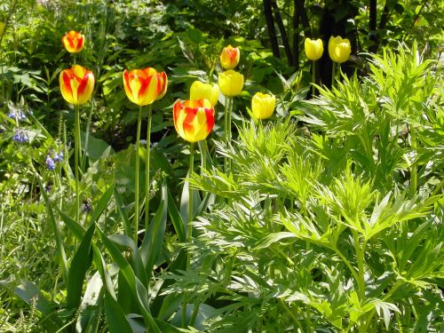 tulips garden flowers