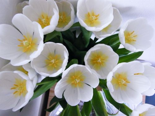 tulips flower vase