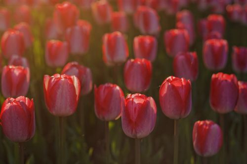 tulips flowers red