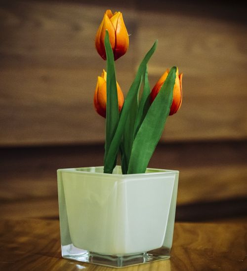 tulips flowers potted