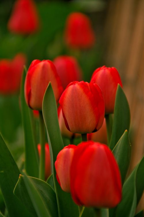 tulips red green