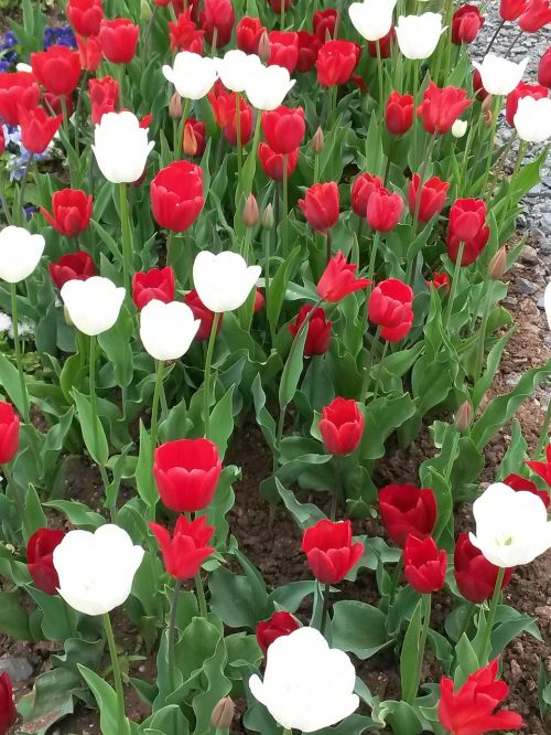 tulips nature tulip field