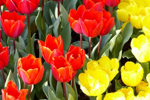 tulips red yellow