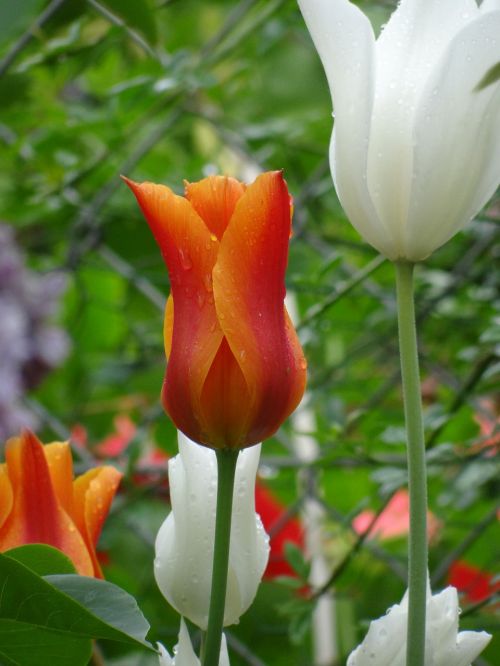 tulips flowers nature