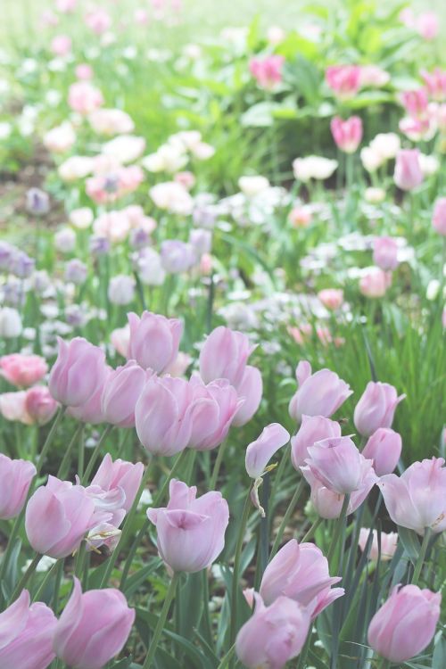 tulips flowers garden
