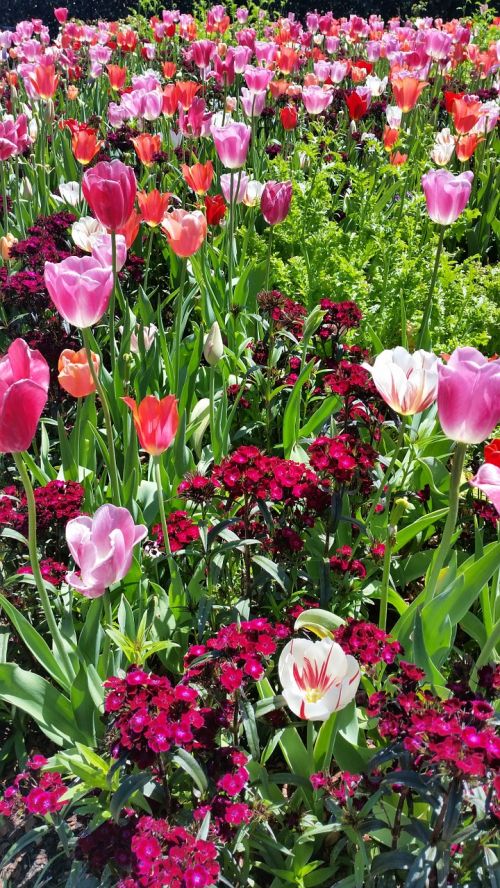 tulips spring flower