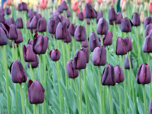 tulips flowers nature