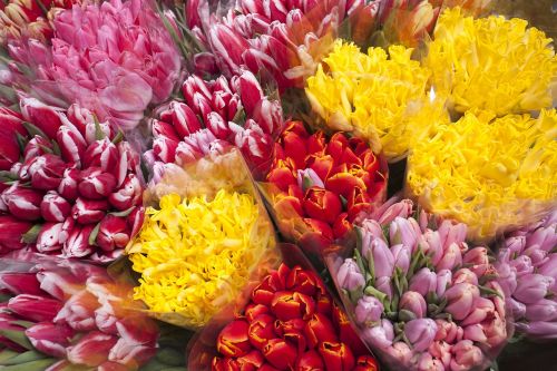 tulips flowers bright