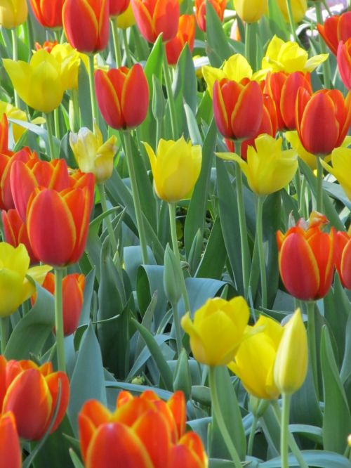 Tulips Blooming Close Up