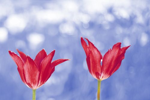 Tulips Blue Sky Background