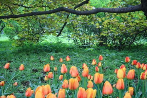 Tulips, Botanical Gardens, Moscow