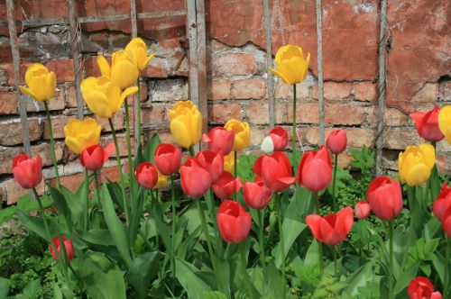 Tulips Flowering