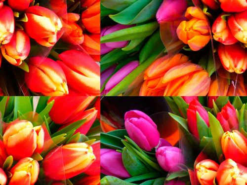 Tulips, Flowers
