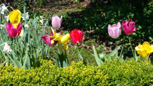 Tulips In Bloom