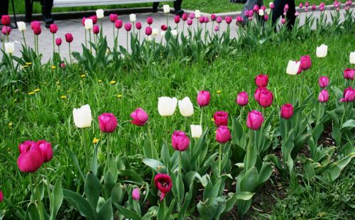 Tulips In Moscow Park