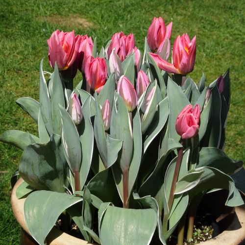 Tulips In Spring
