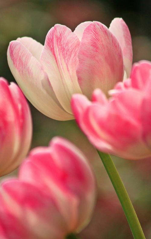 Tulips, Pink