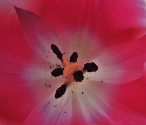 tulpenbluete stamp pollen