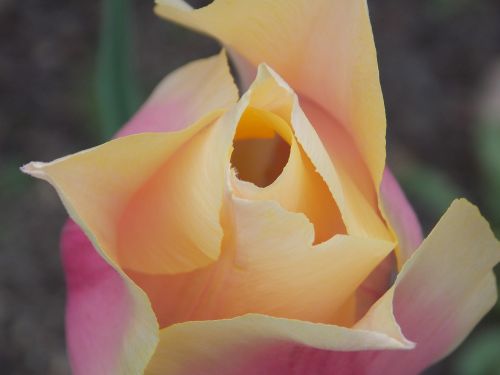 tulpenbluete blossom bloom