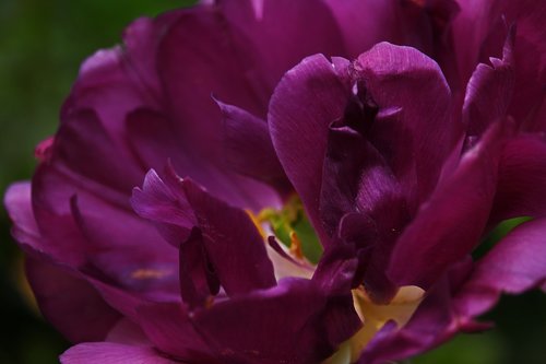 tulpenbluete  blossom  bloom