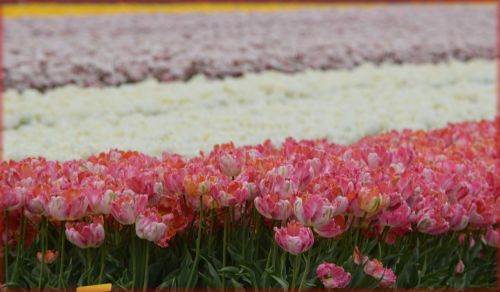 Tulips Field 1