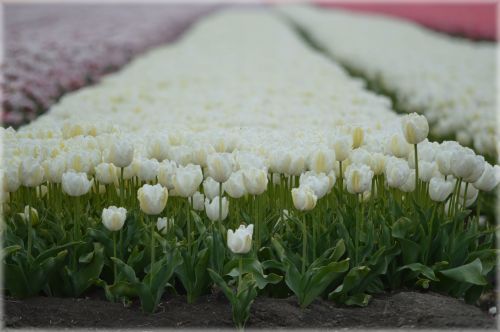 Tulips Field 2