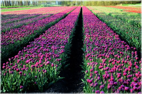 Tulips Field 3