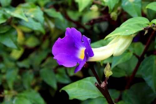 tumbergia blue tumbergia flower