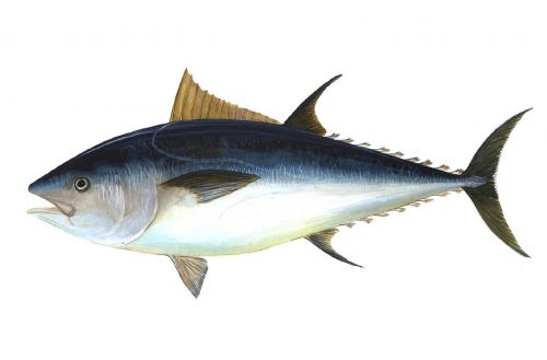 tuna fish bigeye tuna