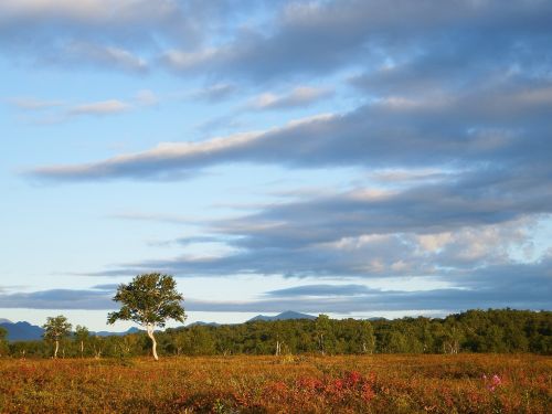 tundra autumn birch