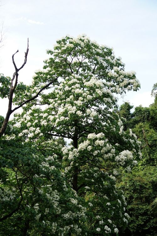 tung trees and flowers flowering white flower