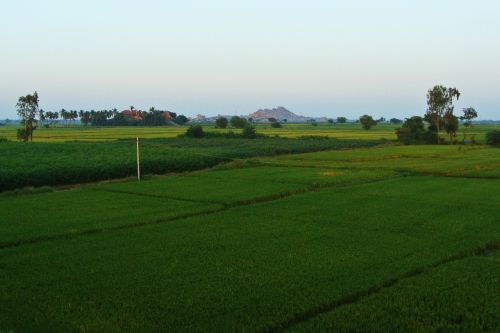 tungabhadra plains raichur rice fields