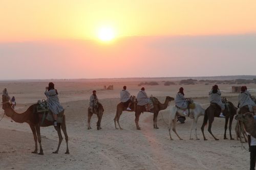 tunis camels sahara