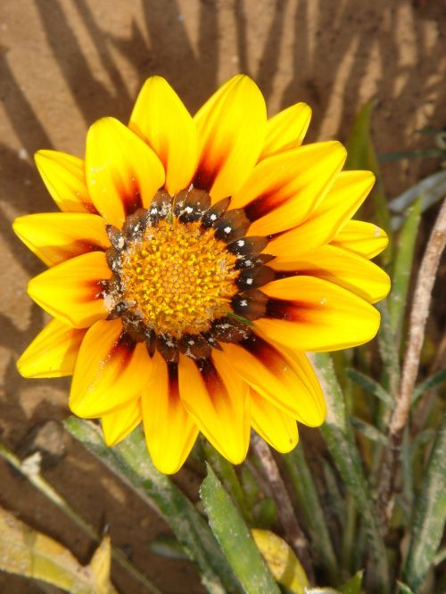 tunisia flower nature