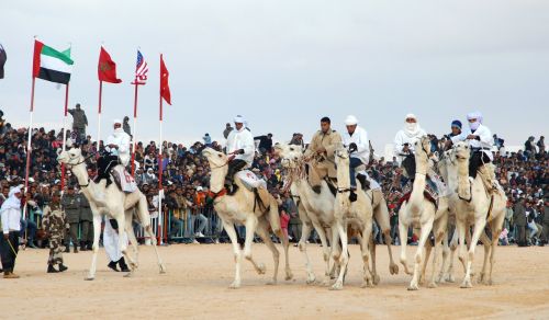 tunisia camel racing douz