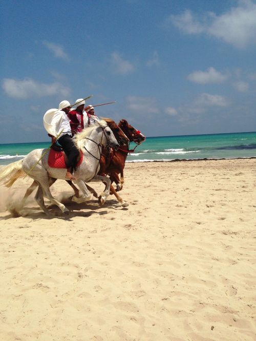 tunisia djerba horses