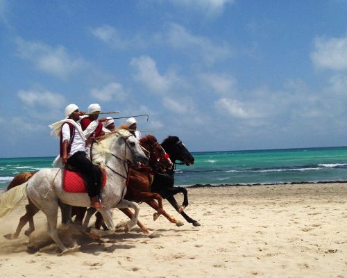 tunisia djerba horses