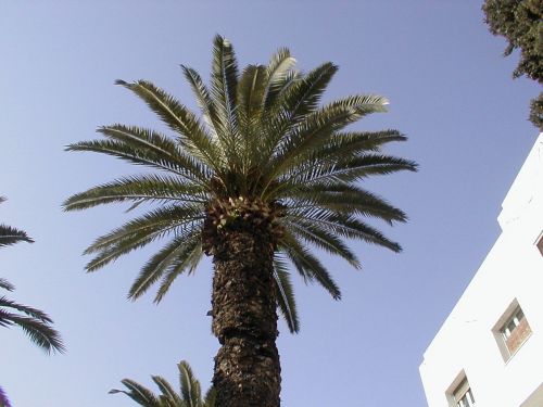 tunisia sidi bousaid palm
